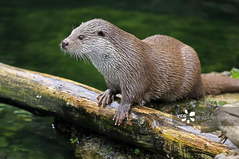 奥地利水边的欧洲水獭（Lutra lutra）成年个体图片素材