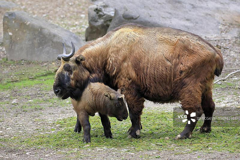 圈养的成年雌性米什米小羚牛，中国图片素材