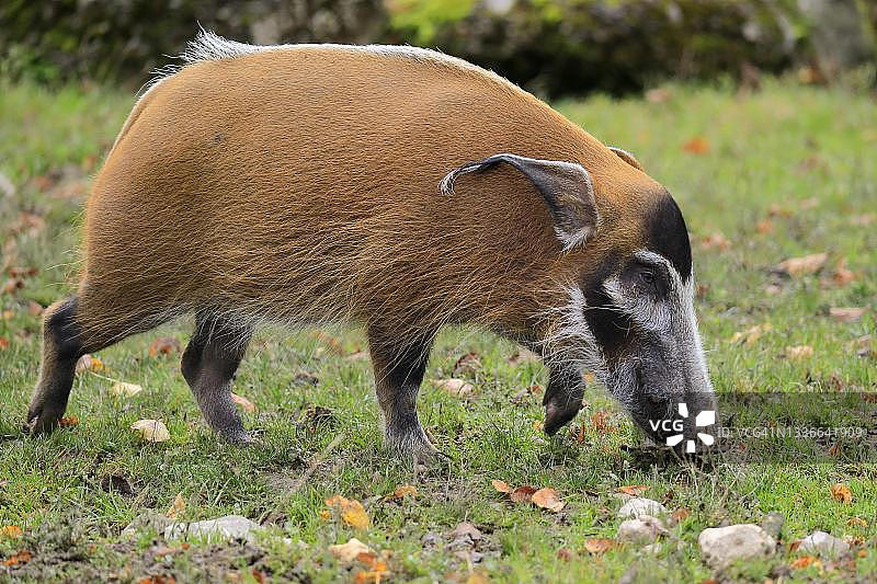红河猪（彩绘红河猪），成年，圈养，喀麦隆图片素材