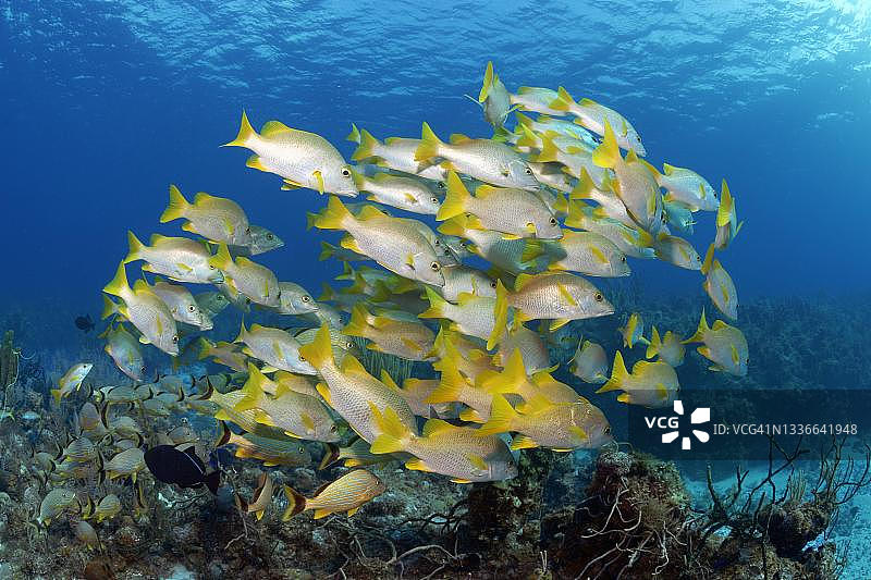 校长鲷鱼，加勒比海，古巴比那尔德里奥省附近图片素材