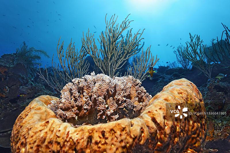 加勒比海古巴玛丽亚拉戈达附近的珊瑚礁生菜珊瑚图片素材