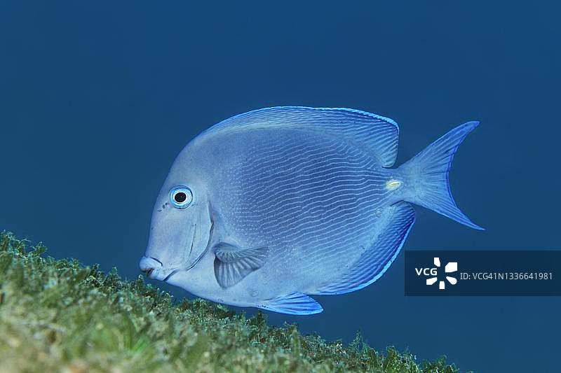 蓝刀鲷游过海草草甸，加勒比海古巴玛丽亚拉戈尔达附近图片素材