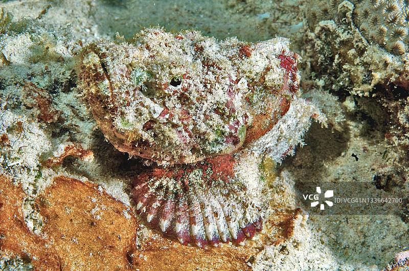 魔鬼蝎子鱼，伪装于印度洋毛里求斯海床图片素材