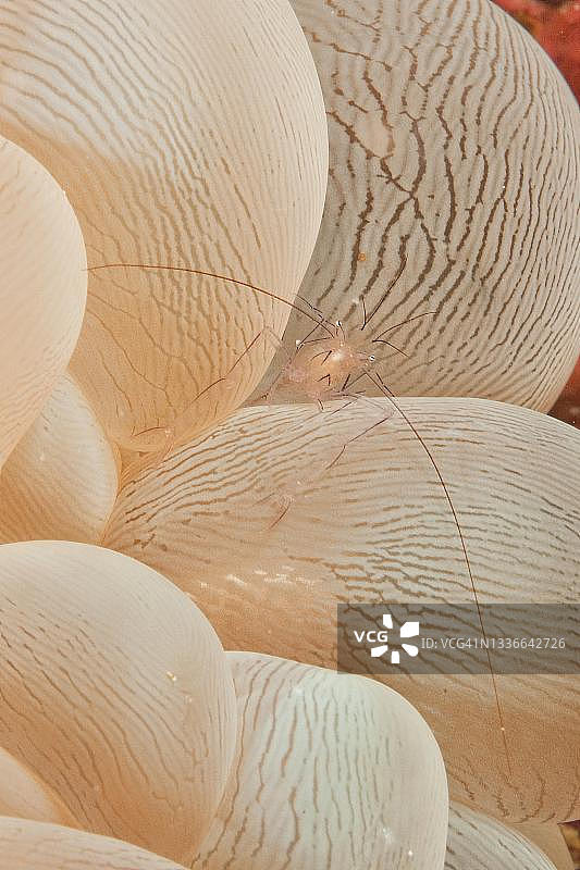 与气泡珊瑚共生的气泡珊瑚虾图片素材