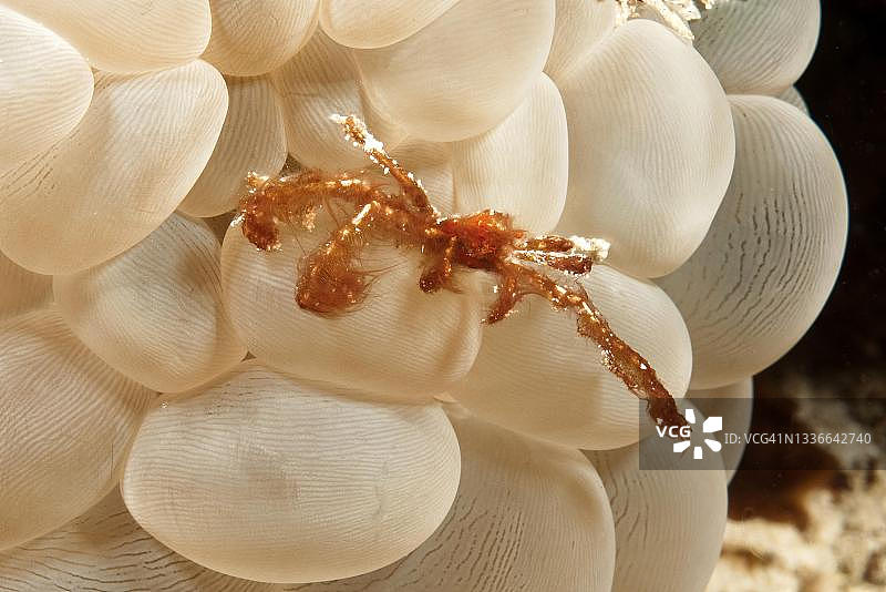 太平洋菲律宾海域的猩猩蟹和气泡珊瑚图片素材