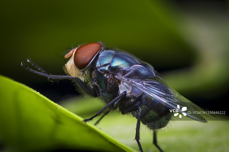 丽蝇图片素材
