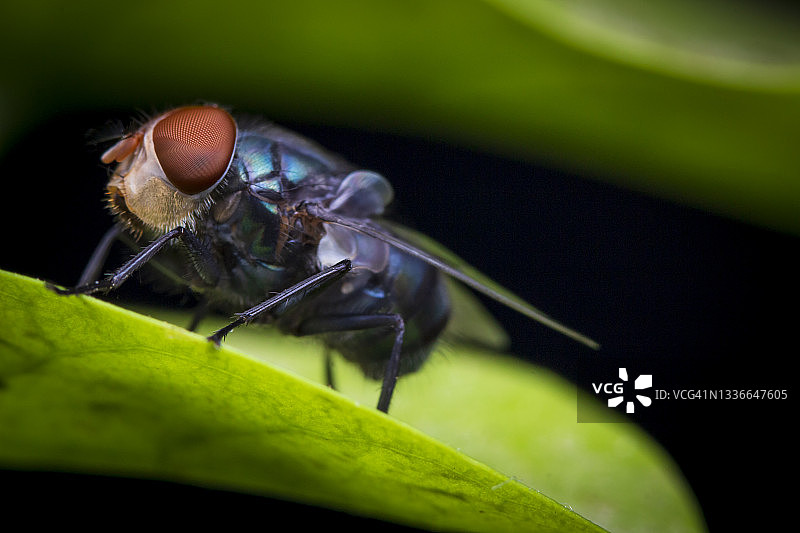 丽蝇图片素材