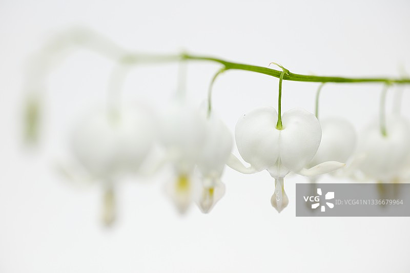 白色滴血的心植物图片素材