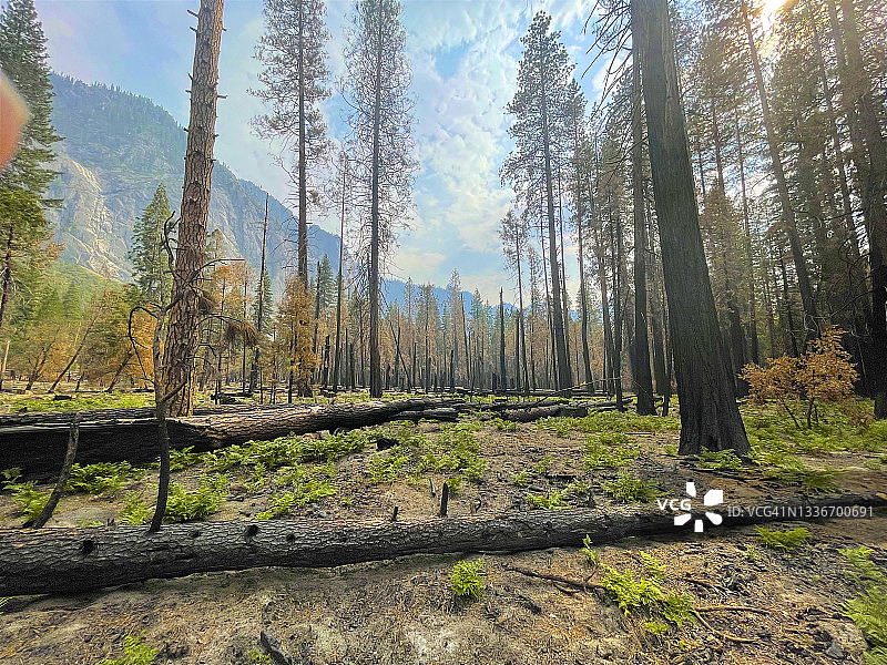 优胜美地国家公园的倒树图片素材