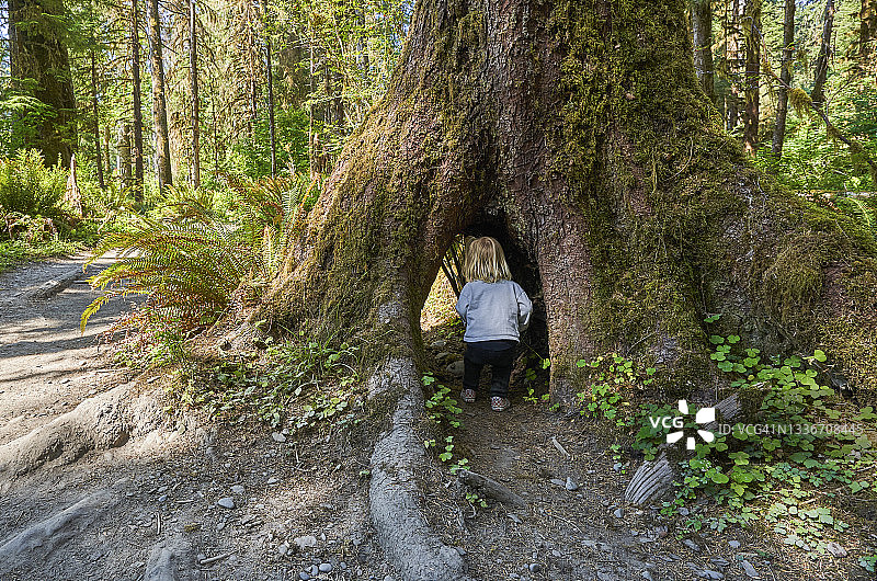 幼儿女孩探索华盛顿州奥林匹克国家公园霍河雨林的独特景色图片素材