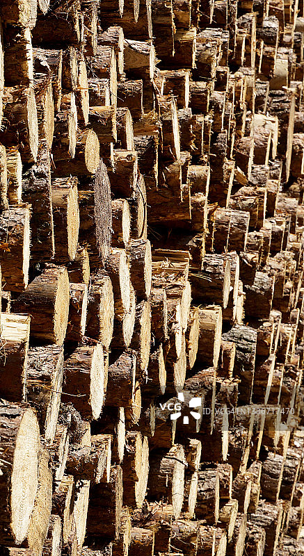 森林中的木块堆图片素材