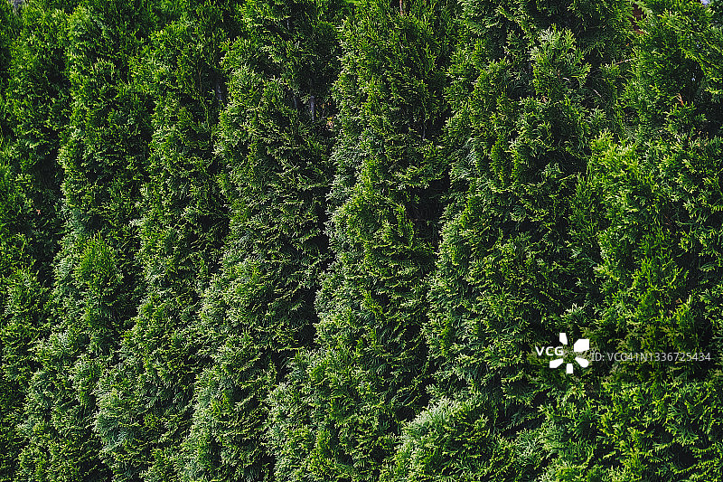 圆柏树的绿色树篱图片素材