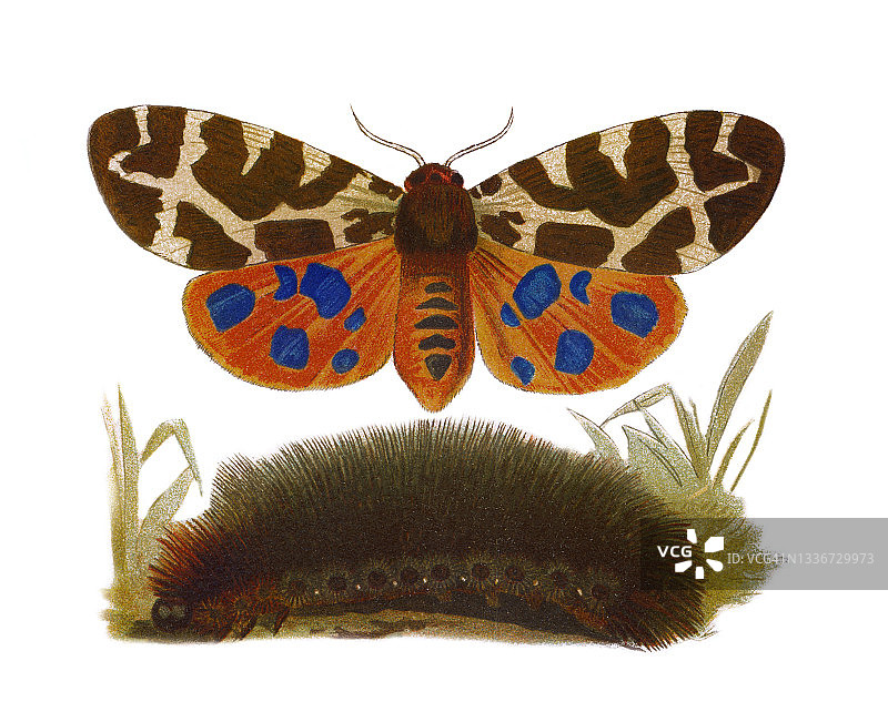 昆虫学老式彩石版画：虎蛾图片素材