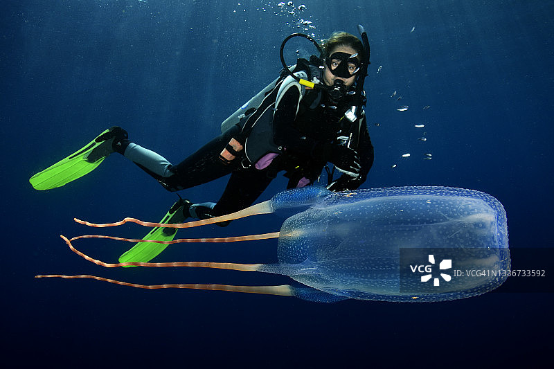 海黄蜂和潜水员图片素材