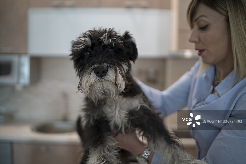 迷你雪纳瑞图片素材