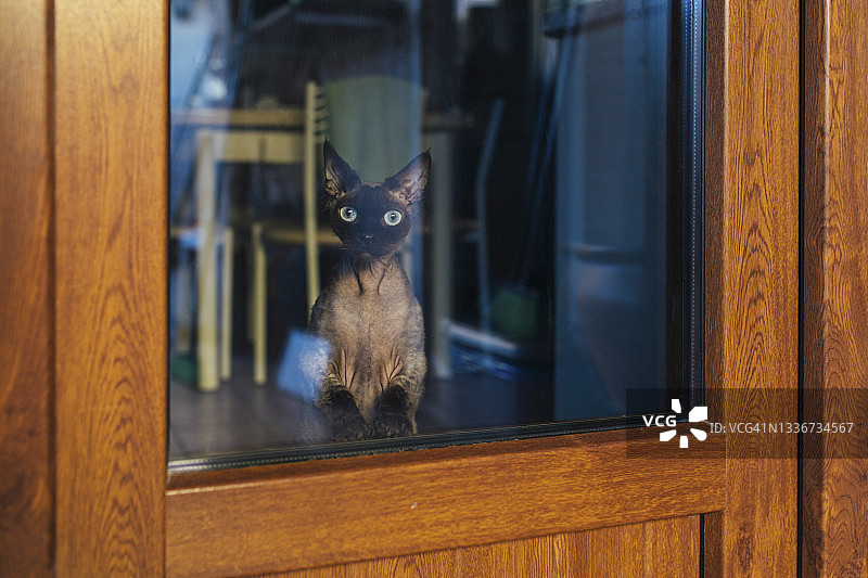 从咖啡馆木门上的玻璃向外看的猫图片素材