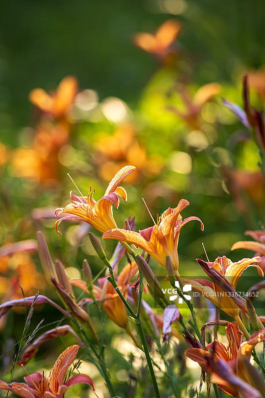 田野中盛开的橙色火焰百合图片素材