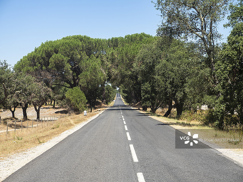 夏季乡村公路旁的软木橡树图片素材