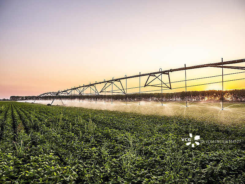 日落时分农业喷头浇灌大豆田图片素材