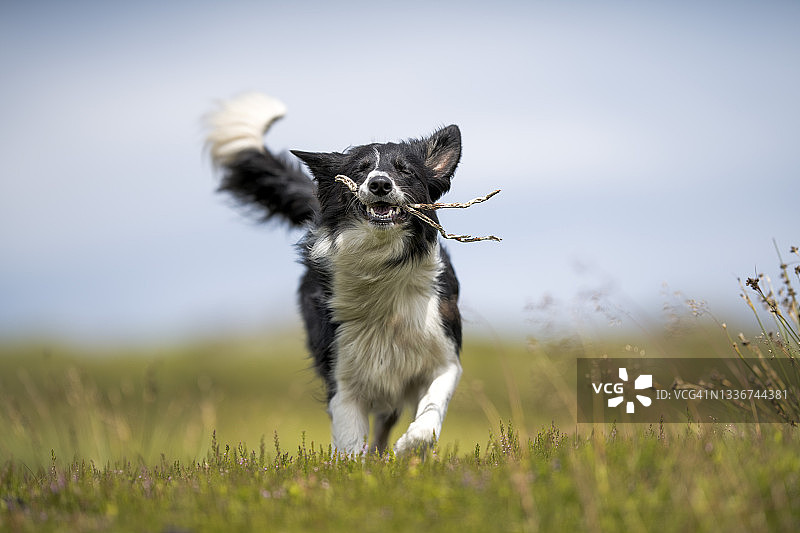 在草地上玩耍木棍的边境牧羊犬图片素材
