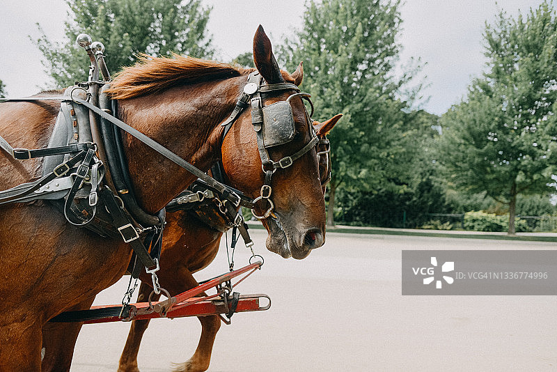 戴着眼罩的马匹拉着马车特写图片素材