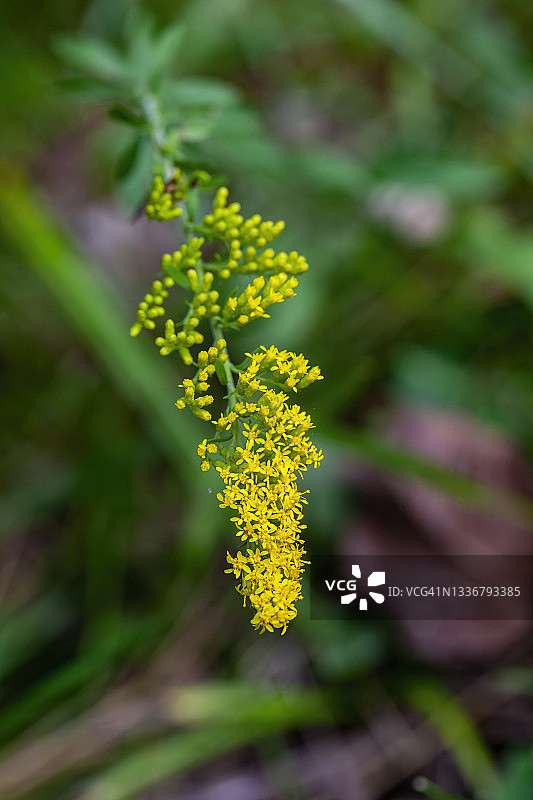 金菊，菊属图片素材