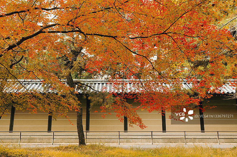 京都的秋天图片素材