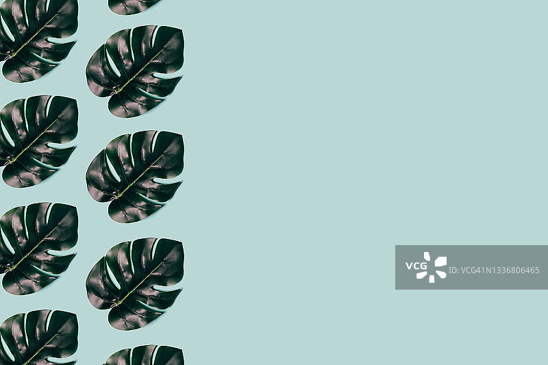 浅色背景上的龟背竹绿叶图案图片素材
