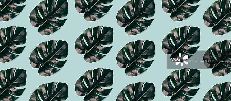 浅色背景上的龟背竹绿叶图案图片素材