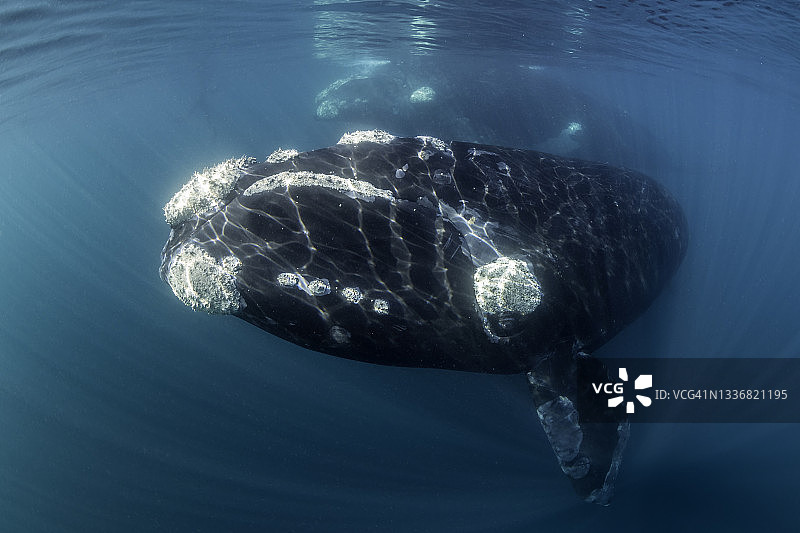 南露脊鲸，阿根廷瓦尔德斯半岛新海湾深水区图片素材