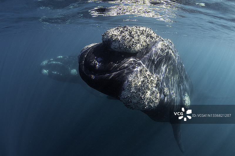 南露脊鲸，阿根廷瓦尔德斯半岛新海湾深水区图片素材