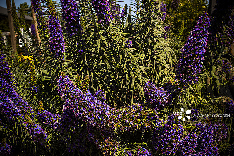 花园中盛开的蓝紫色锥形花序图片素材