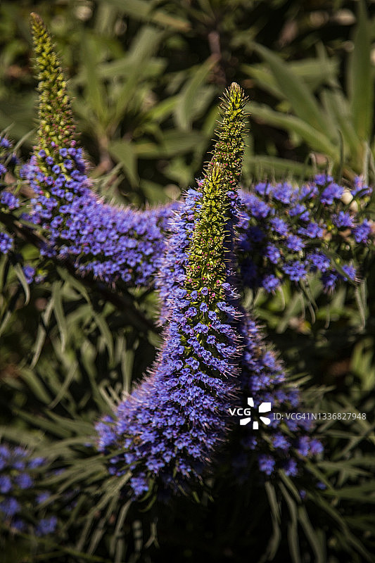garden. Background is blurred with focus on the foreground flower.图片素材