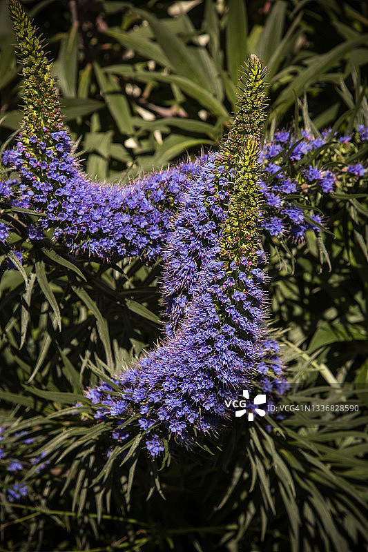 花园中盛开的蓝紫色锥形花序图片素材