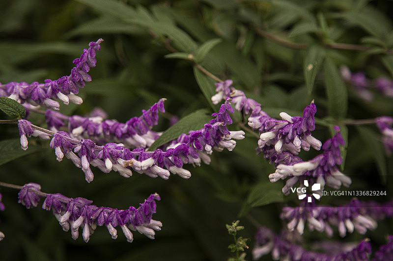 特写：墨西哥鼠尾草紫白色花朵盛开，背景虚化图片素材
