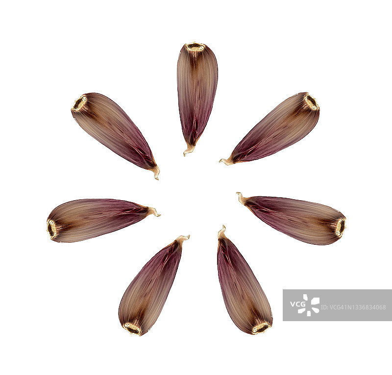 白色背景下大蒜构成圆圈的特写图片素材