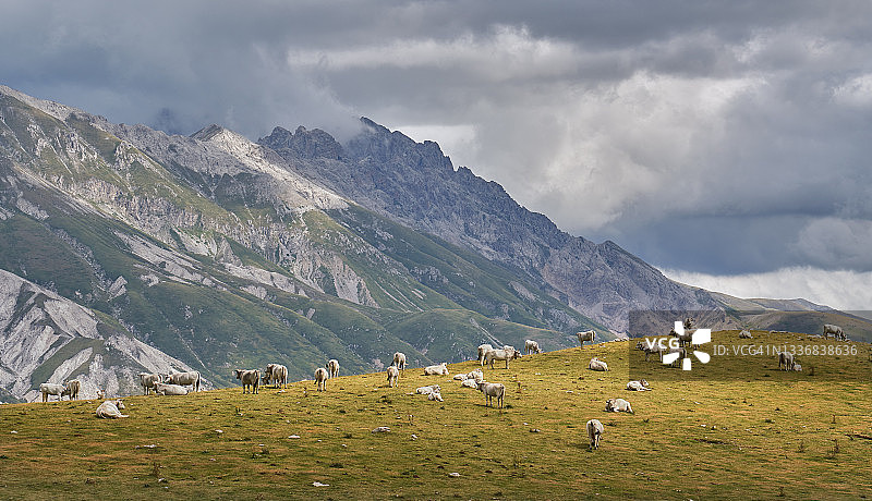 在意大利阿布鲁齐的Campo Imperatore上的一大群奶牛图片素材