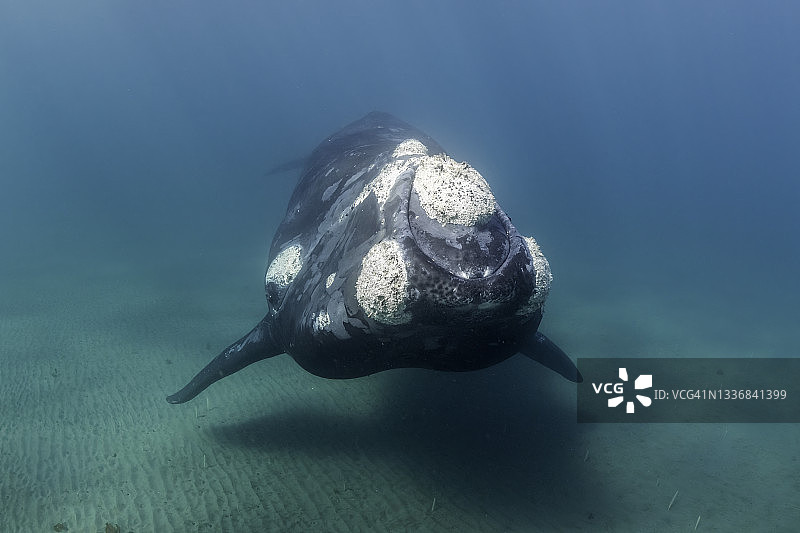 阿根廷瓦尔德斯半岛新湾浅滩的南露脊鲸图片素材