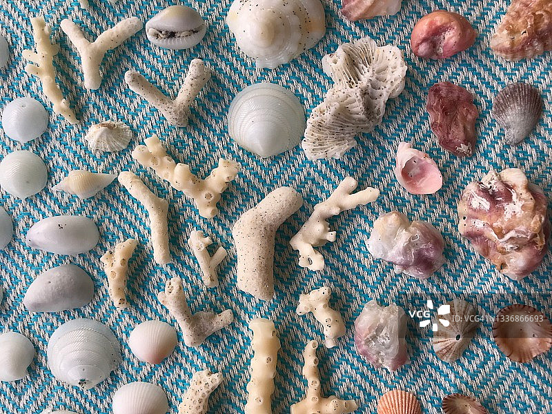 蓝色土耳其毛巾上整齐排列的珊瑚和贝壳图片素材
