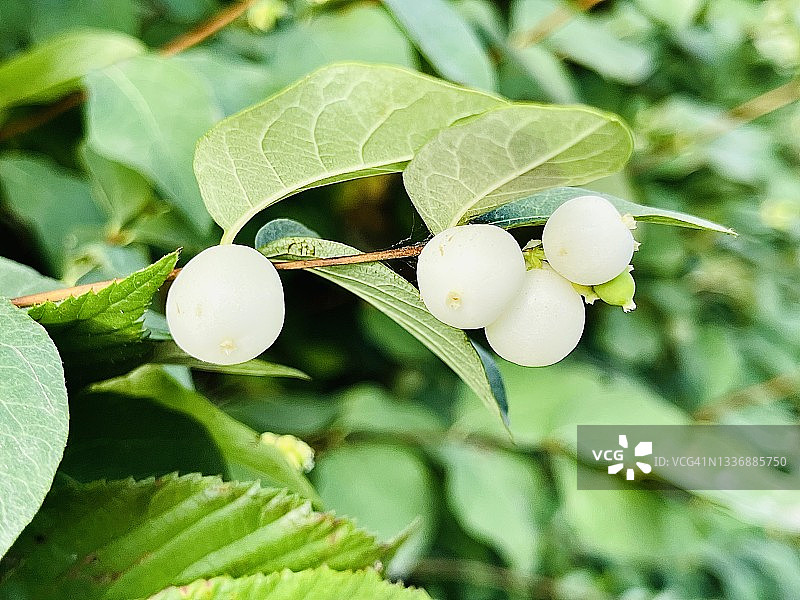 结着白色浆果的雪果树（Symphoricarpos albus）图片素材