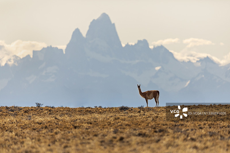 菲茨罗伊峰巴塔哥尼亚荒野中的原驼图片素材