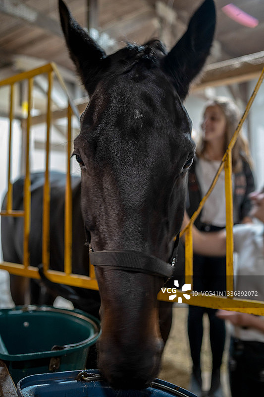 照顾马匹的年轻漂亮女人图片素材