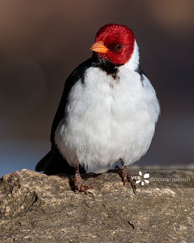 黄嘴雀鹀图片素材