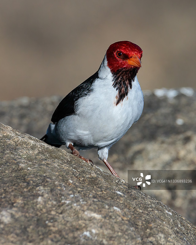 黄嘴雀鹀图片素材