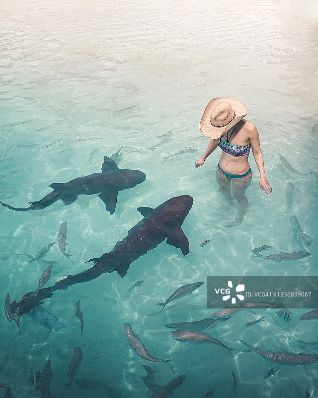 在巴哈马与鲨鱼共舞的勇敢年轻女子图片素材