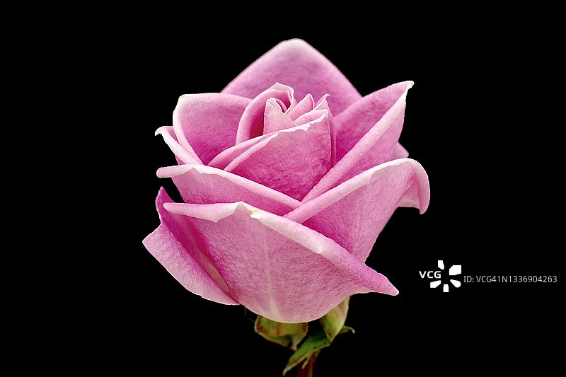 黑色背景上的单朵粉色玫瑰图片素材