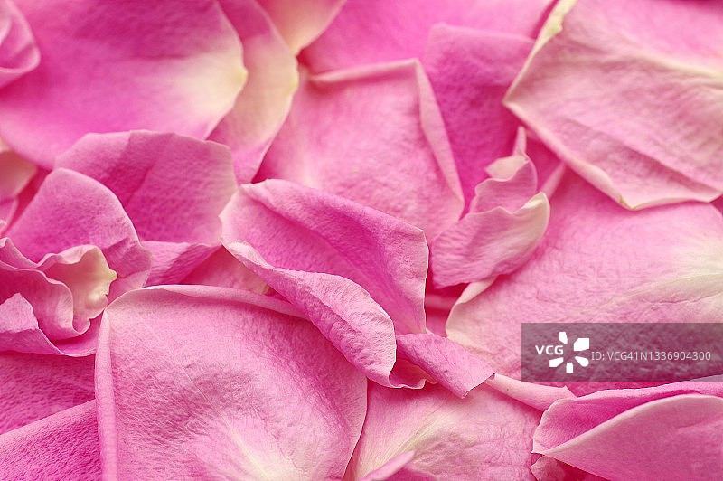 粉色玫瑰花瓣图片素材