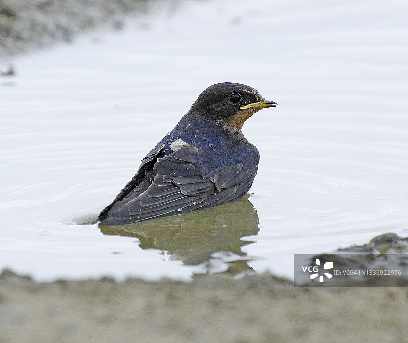 燕子[Hirundo rustica]图片素材