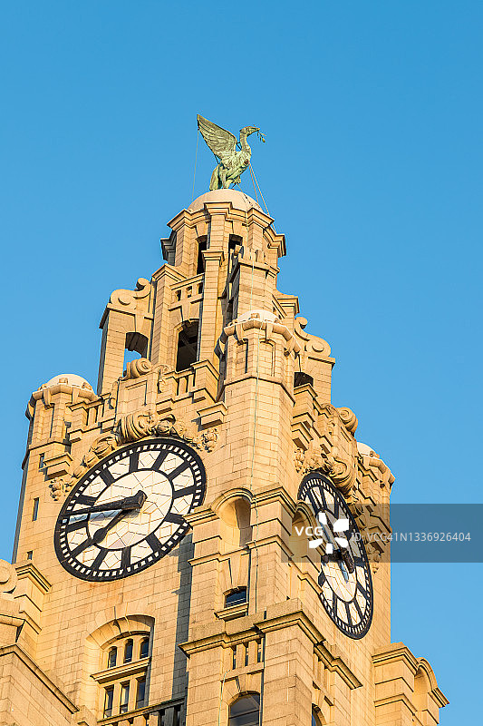 眺望默西河的利物鸟图片素材