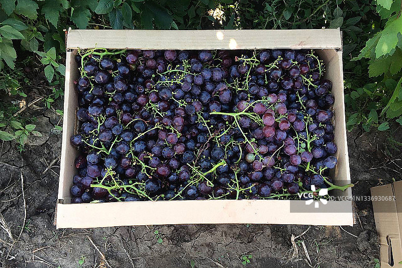 葡萄采摘季：装箱的紫色酿酒葡萄图片素材